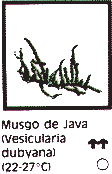 Musgo de Java